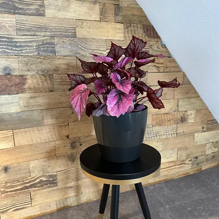 #stadtspeicher - Goldener Stern In Der Altstadt * Rothenburg ob der Tauber